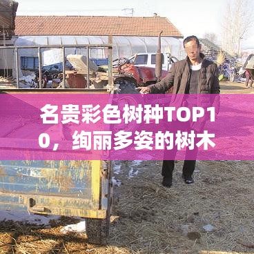 名贵彩色树种TOP10,绚丽多姿的树木世界
