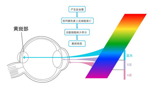 红山眼官方下载与紫薇版本,预测分析解释定义_复刻版_v9.293