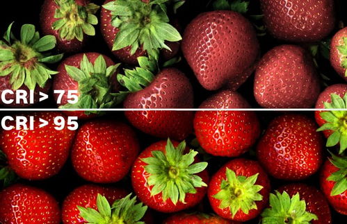 草莓影视官方下载或那好吧1024老版本1583下载,实地数据评估方案|iShop_v6.668