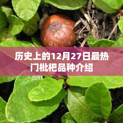 12月27日热门枇杷品种回顾与介绍