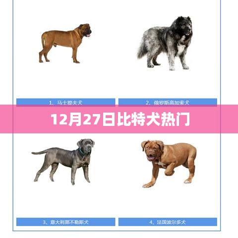 比特犬热门资讯，揭秘背后的故事 12月27日动态更新