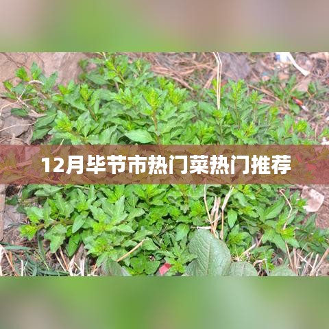 毕节市十二月热门菜肴推荐