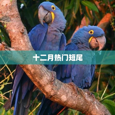 十二月热门短尾猫时尚风潮揭秘