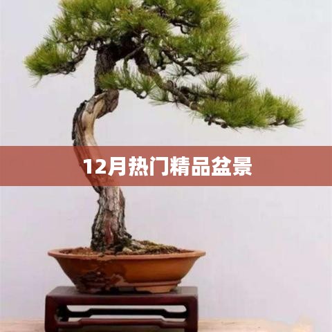 盆景艺术之冬季热门精品
