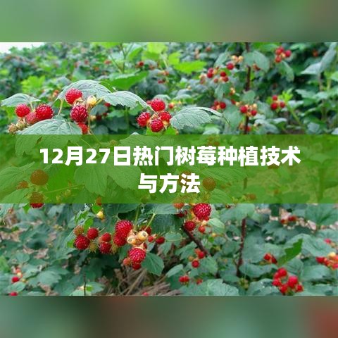 树莓种植技术与方法，热门指南（12月27日更新）