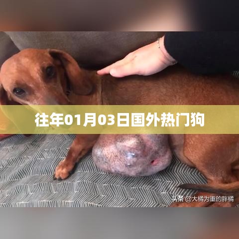 『国外热门犬种盘点，历年一月三日趋势』