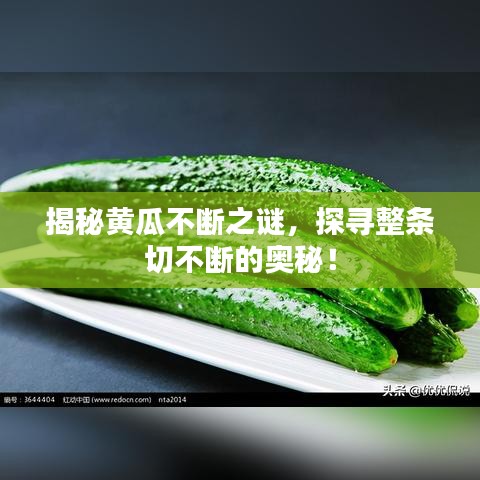 揭秘黄瓜不断之谜，探寻整条切不断的奥秘！