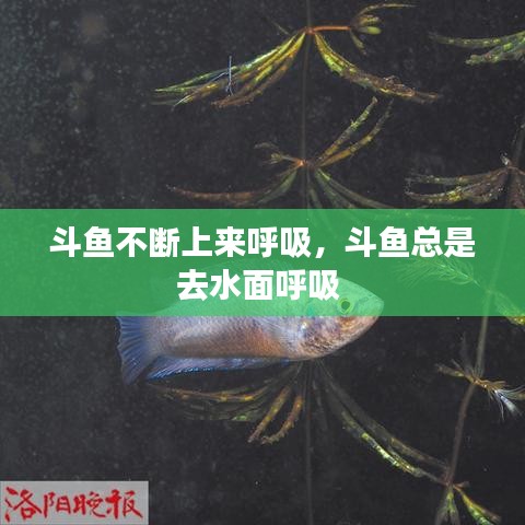 斗鱼不断上来呼吸，斗鱼总是去水面呼吸 