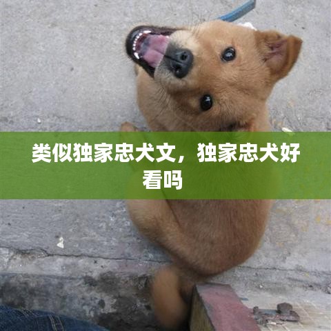 类似独家忠犬文，独家忠犬好看吗 