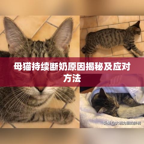 母猫持续断奶原因揭秘及应对方法