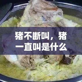 猪不断叫，猪一直叫是什么病 
