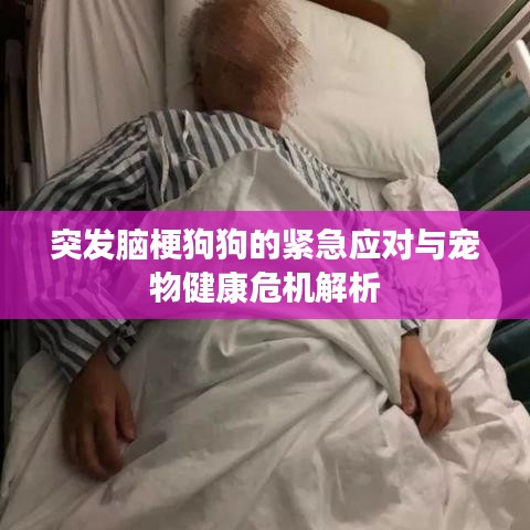突发脑梗狗狗的紧急应对与宠物健康危机解析