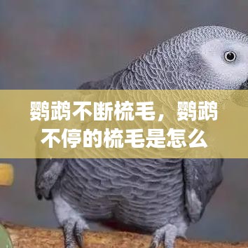 鹦鹉不断梳毛，鹦鹉不停的梳毛是怎么回事 