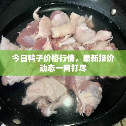 今日鸭子价格行情，最新报价动态一网打尽