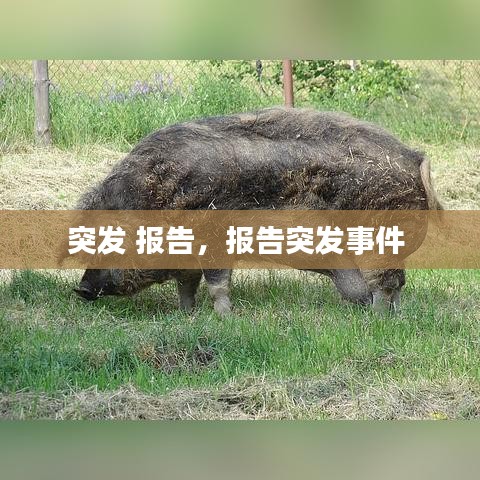 突发 报告，报告突发事件 