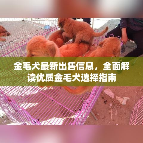 金毛犬最新出售信息，全面解读优质金毛犬选择指南