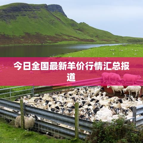 今日全国最新羊价行情汇总报道