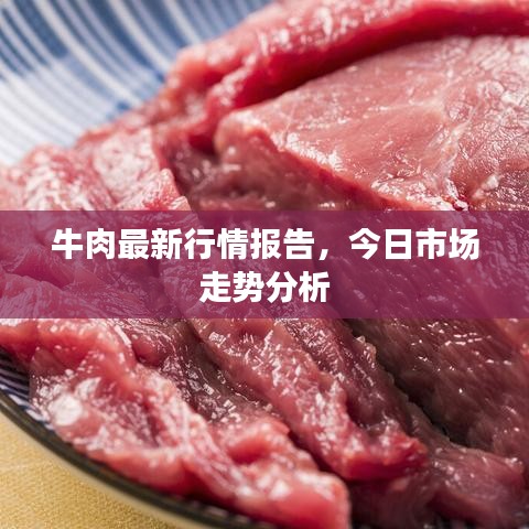 牛肉最新行情报告，今日市场走势分析