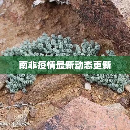 南非疫情最新动态更新