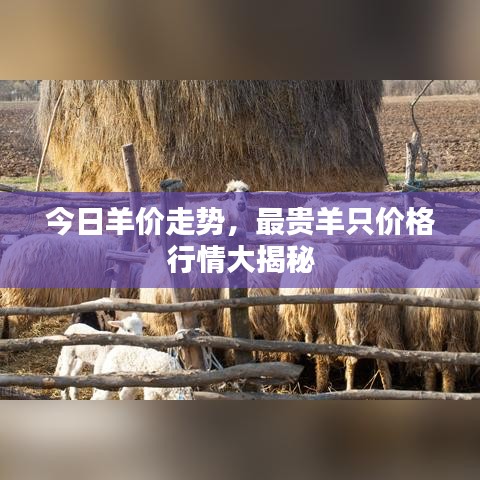 今日羊价走势，最贵羊只价格行情大揭秘
