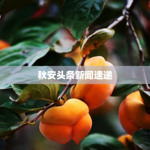 秋安头条新闻速递