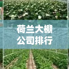 荷兰大棚公司排行榜及行业影响力分析