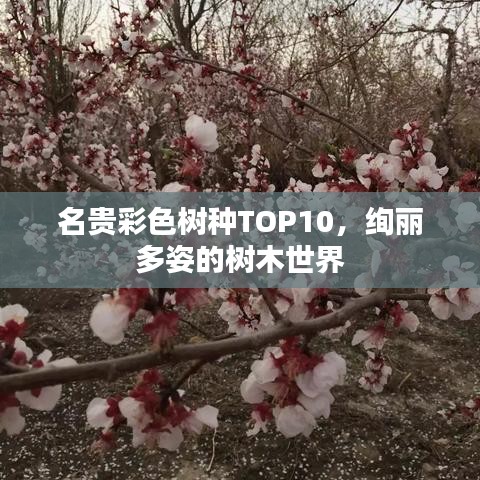 名贵彩色树种TOP10，绚丽多姿的树木世界