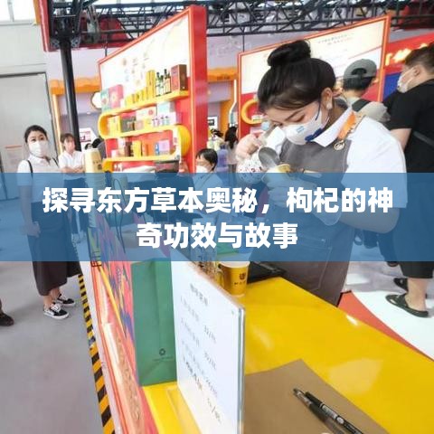探寻东方草本奥秘，枸杞的神奇功效与故事