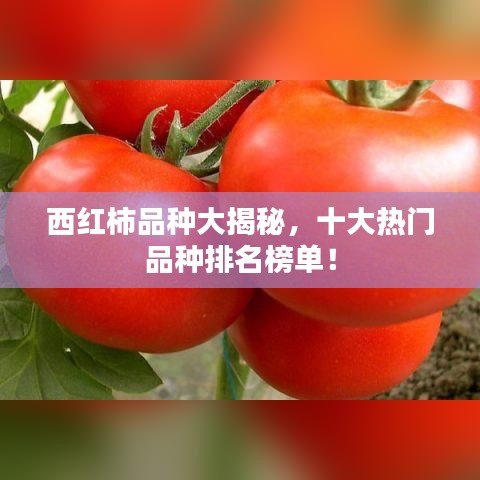 西红柿品种大揭秘，十大热门品种排名榜单！