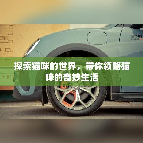 探索猫咪的世界，带你领略猫咪的奇妙生活