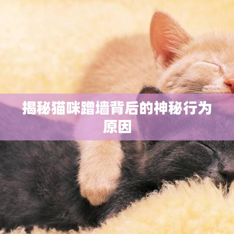 揭秘猫咪蹭墙背后的神秘行为原因