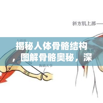 揭秘人体骨骼结构，图解骨骼奥秘，深度了解人体骨骼系统