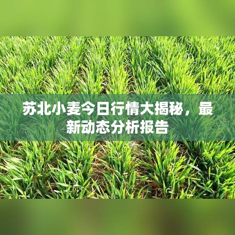 苏北小麦今日行情大揭秘，最新动态分析报告
