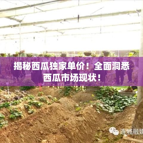 揭秘西瓜独家单价！全面洞悉西瓜市场现状！