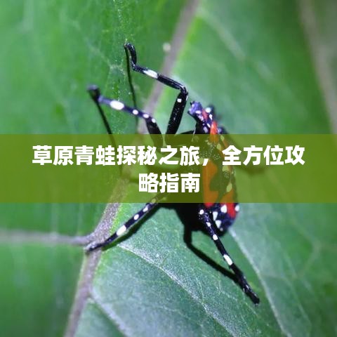 草原青蛙探秘之旅，全方位攻略指南
