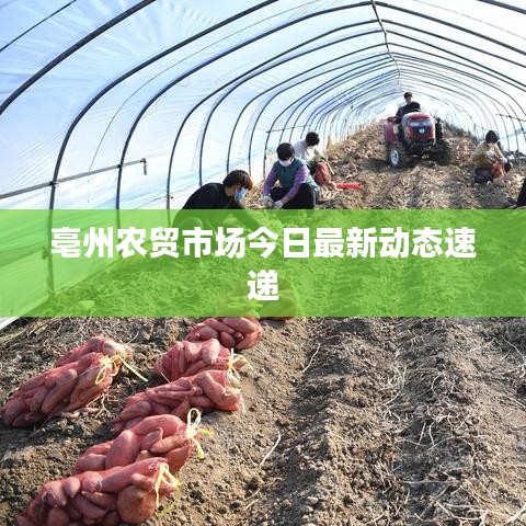 亳州农贸市场今日最新动态速递