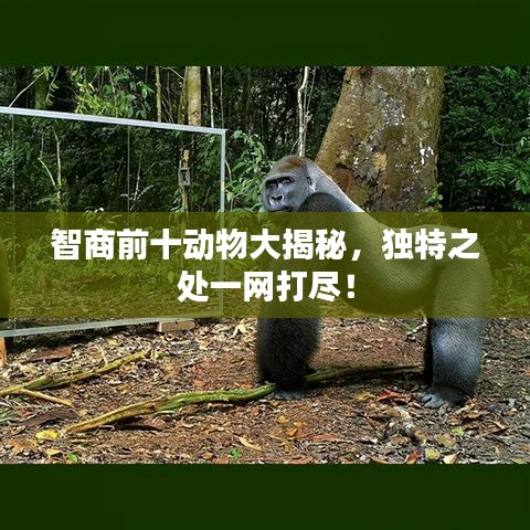 智商前十动物大揭秘，独特之处一网打尽！