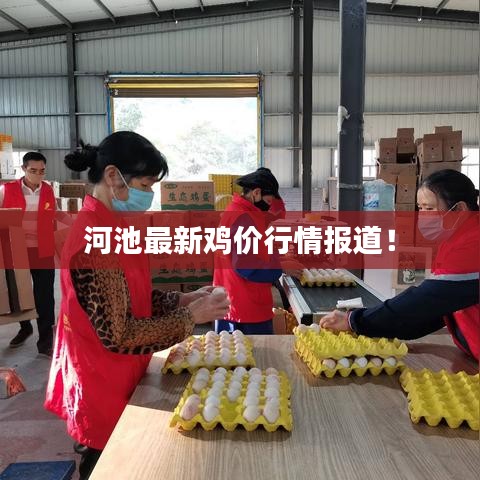 河池最新鸡价行情报道！