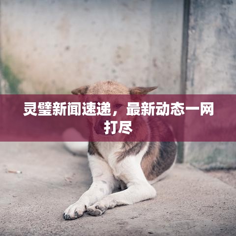 灵璧新闻速递，最新动态一网打尽