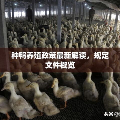 种鸭养殖政策最新解读，规定文件概览