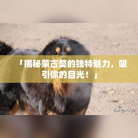 「揭秘蒙古獒的独特魅力，吸引你的目光！」