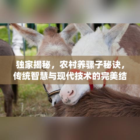 独家揭秘，农村养骡子秘诀，传统智慧与现代技术的完美结合