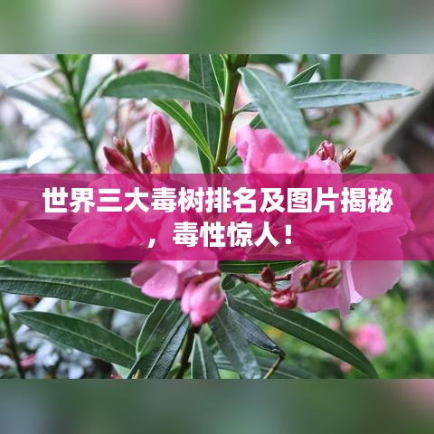 世界三大毒树排名及图片揭秘，毒性惊人！