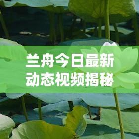 兰舟今日最新动态视频揭秘