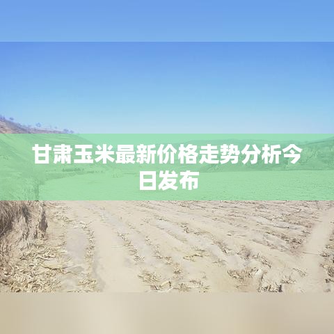 甘肃玉米最新价格走势分析今日发布