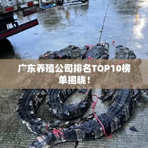 广东养殖公司排名TOP10榜单揭晓！
