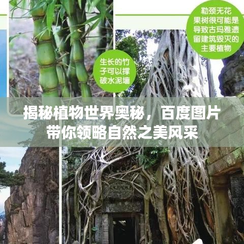 揭秘植物世界奥秘，百度图片带你领略自然之美风采
