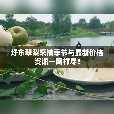 圩东翠梨采摘季节与最新价格资讯一网打尽！