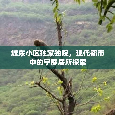 城东小区独家独院，现代都市中的宁静居所探索