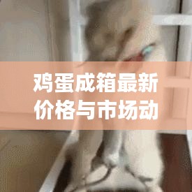 鸡蛋成箱最新价格与市场动态深度解析